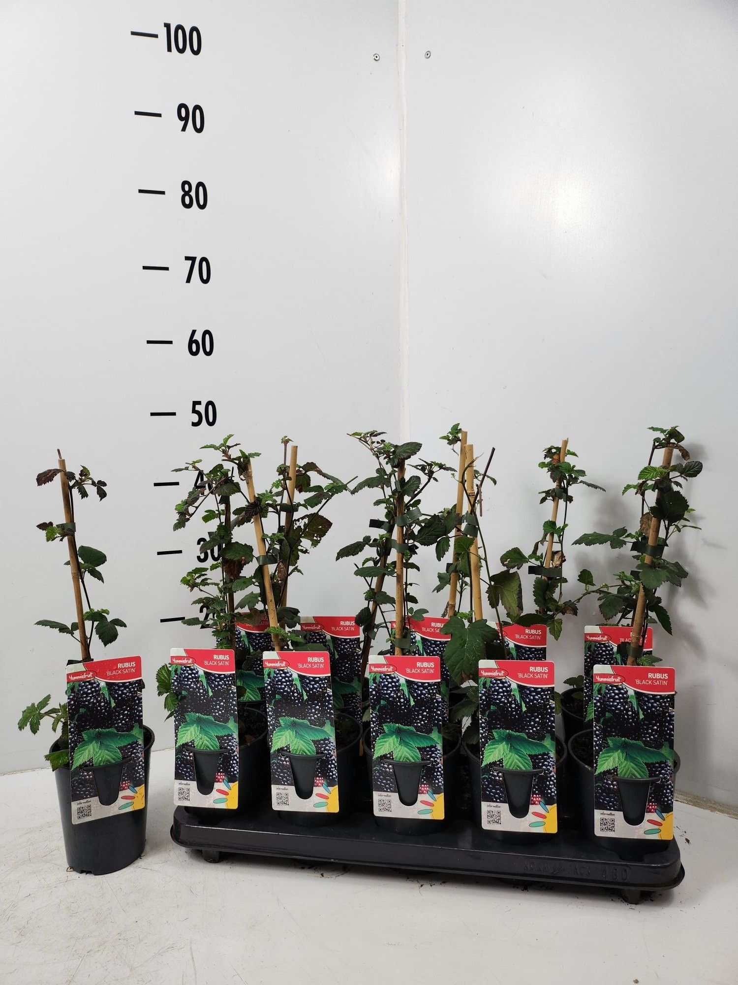 Rubus fruticosus Black Satin, D 12
