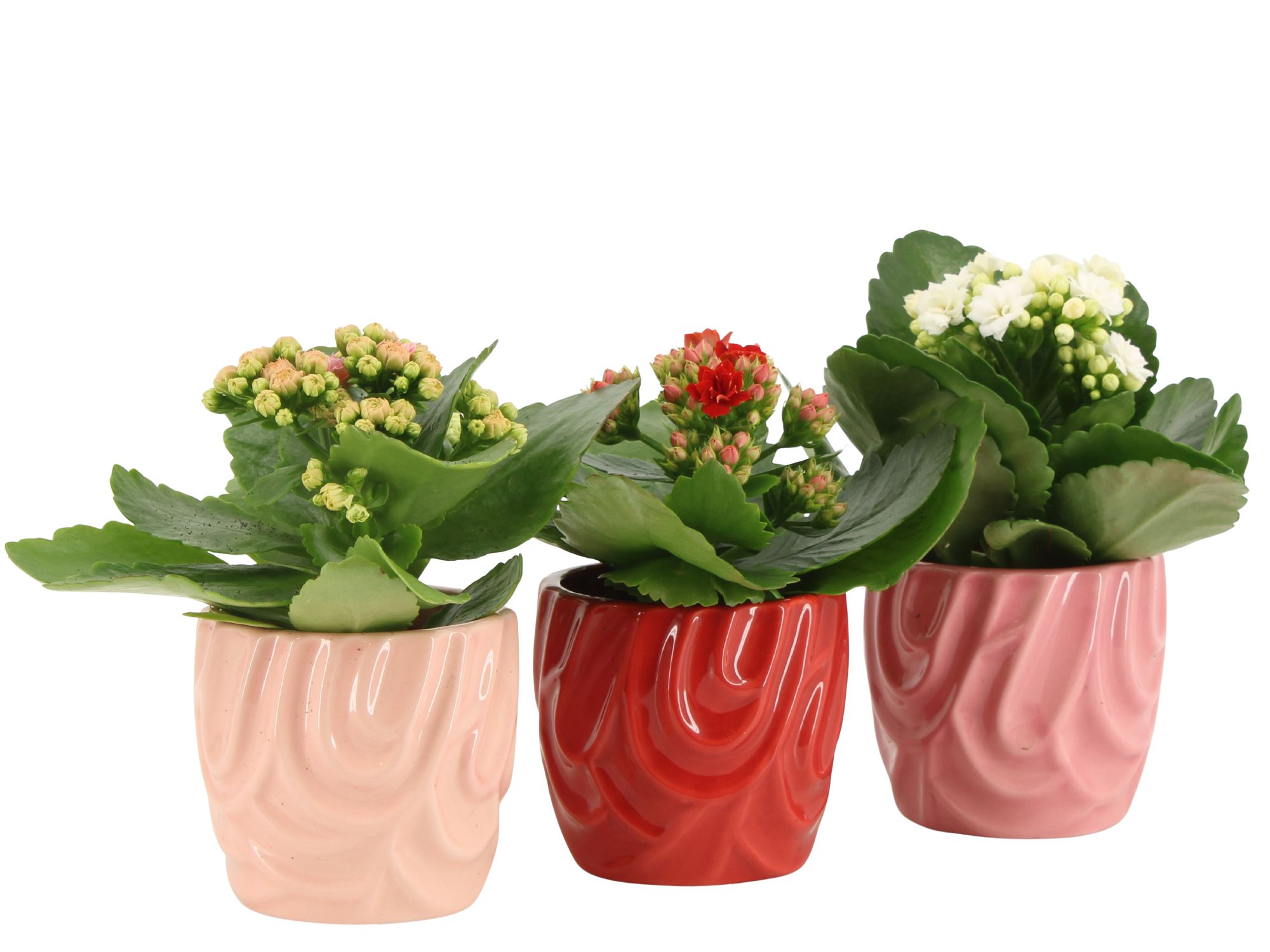 2501144: Solutionss Lovess, D 7