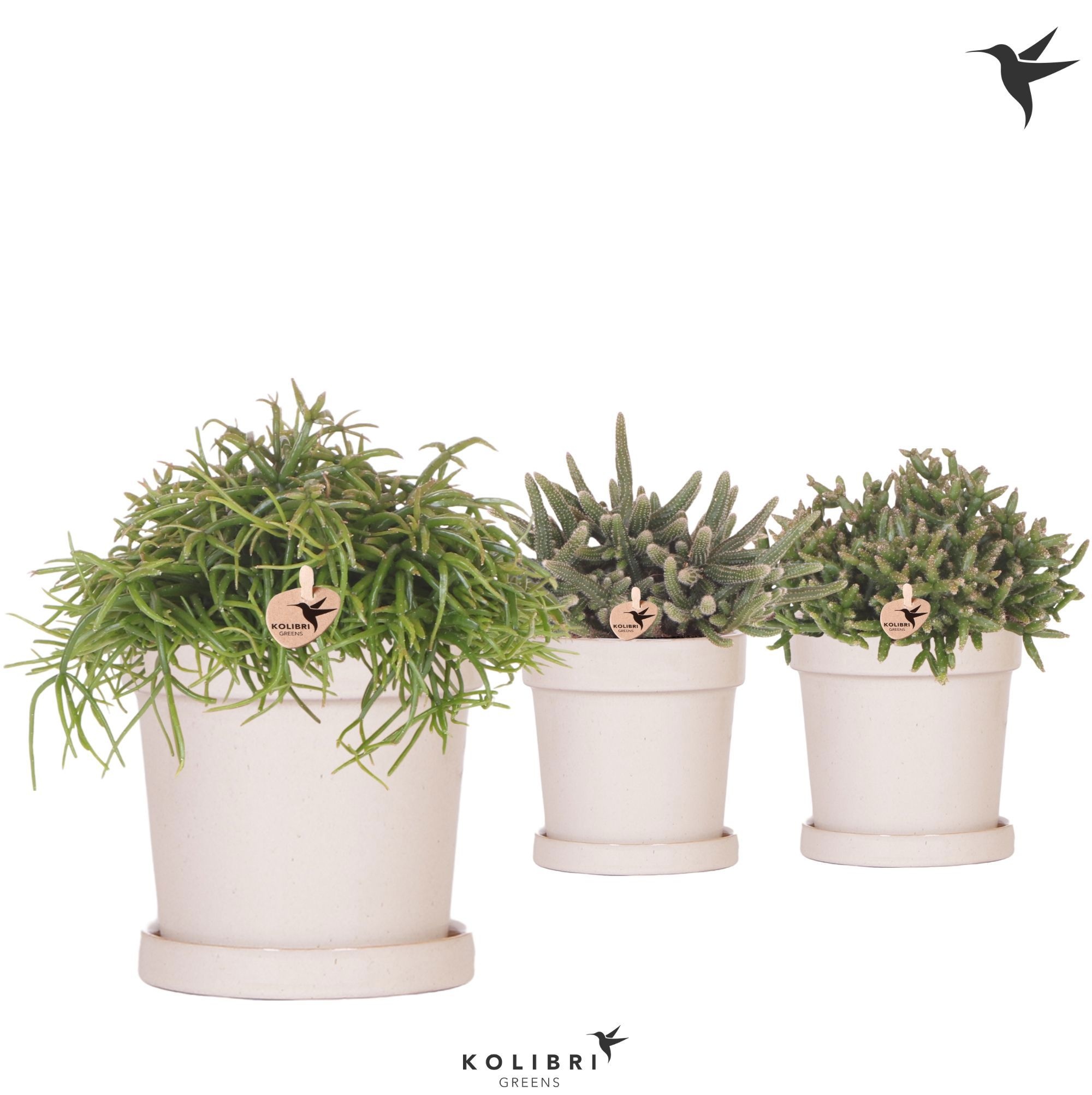 Kolibri Greens Rhipsalis mix in Flower pot sand, D 12