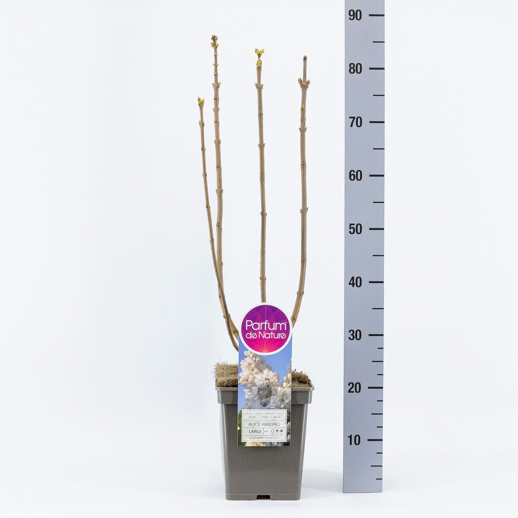 Syringa vul. Souv. d'Alice Harding, C5, D 23