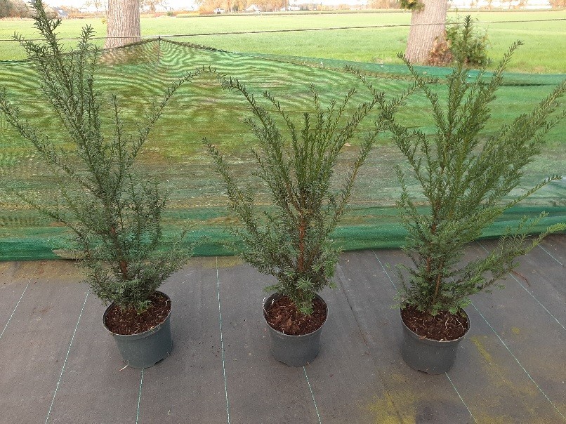 Taxus baccata, D 21