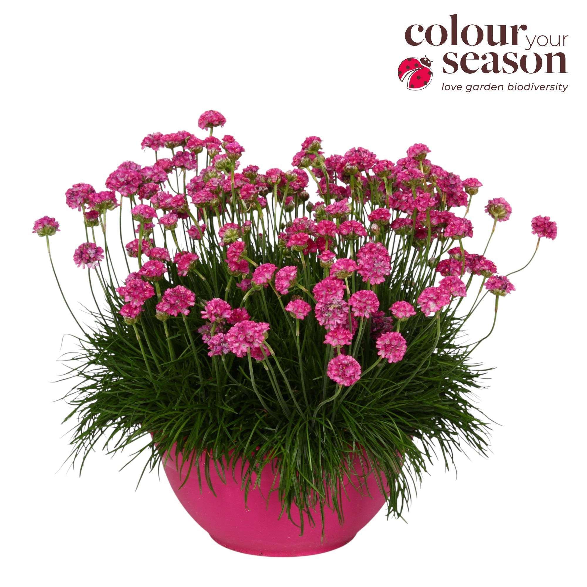 Armeria Deep Roze P30, D 30