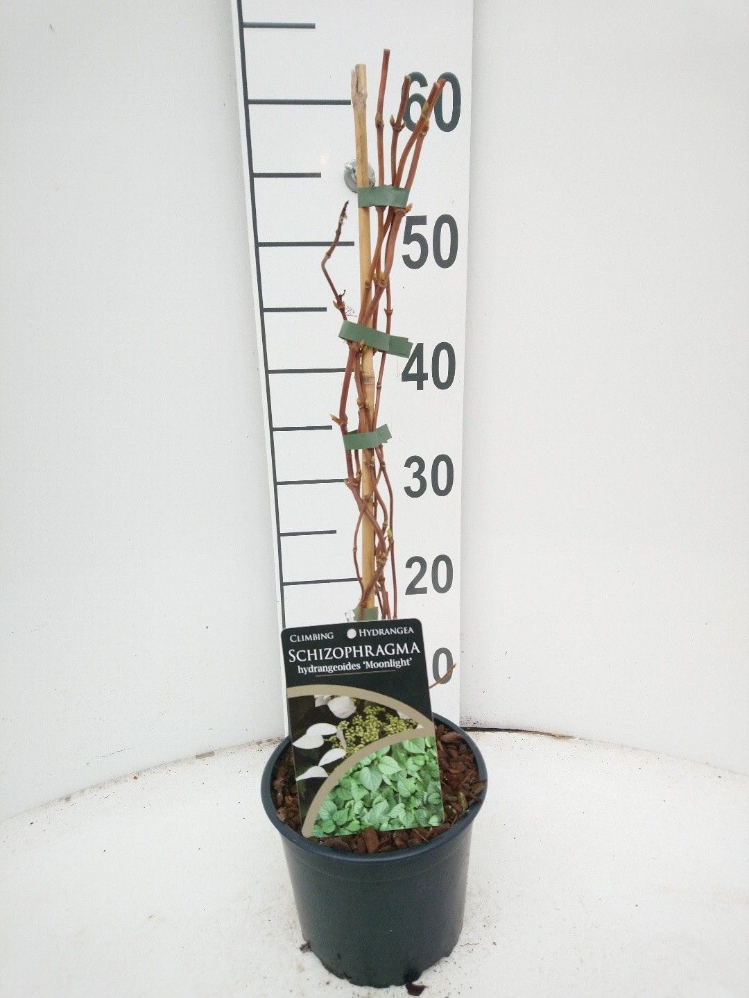 Schizophragma hydrangeoides Moonlight, D 17