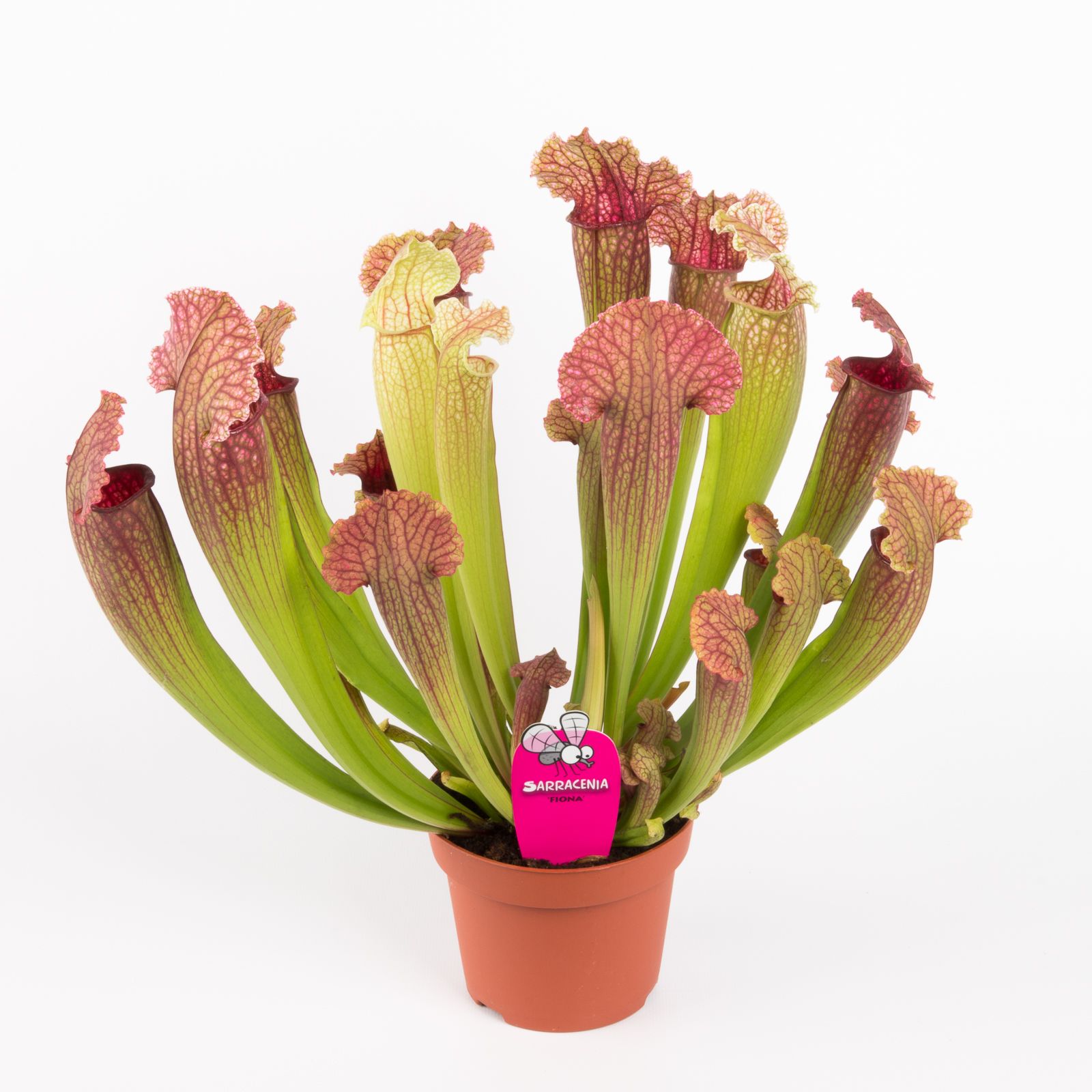 Sarracenia 'Fiona', D 12