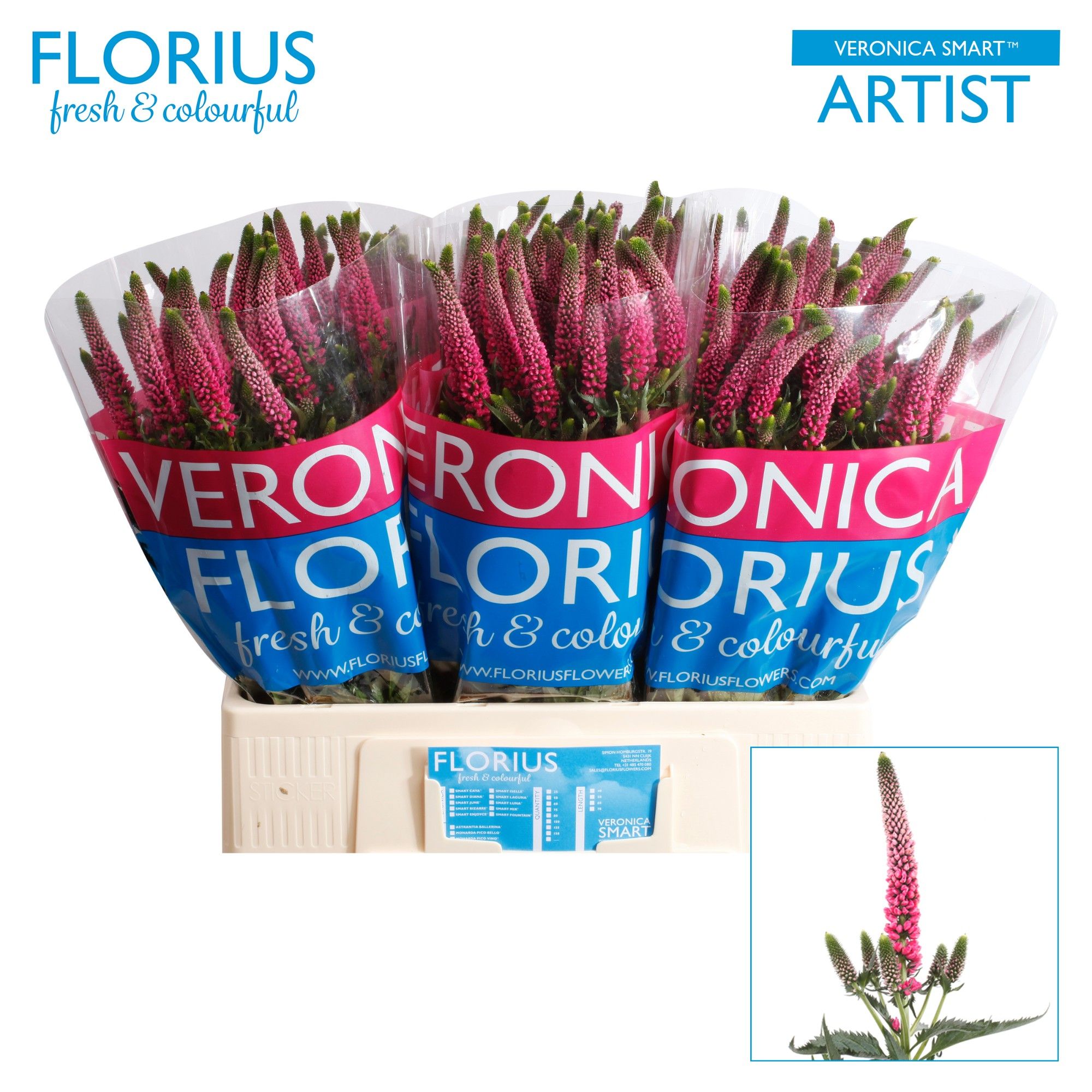 Вероника Смарт Артист 60, шт.