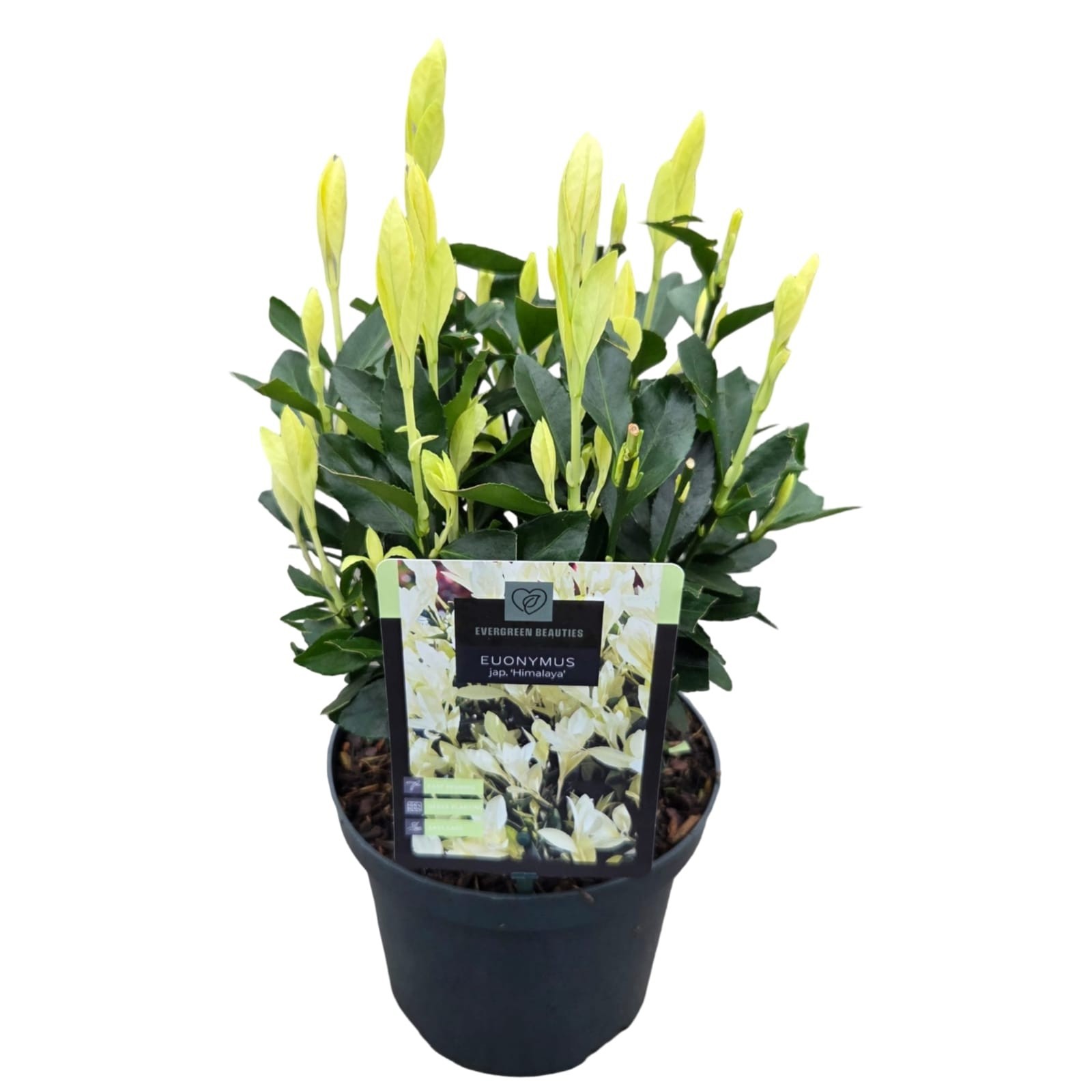 Euonymus jap. 'Himalaya, D 19