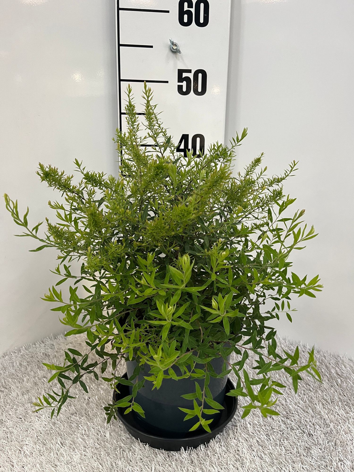 Spiraea cinerea Grefsheim, D 19