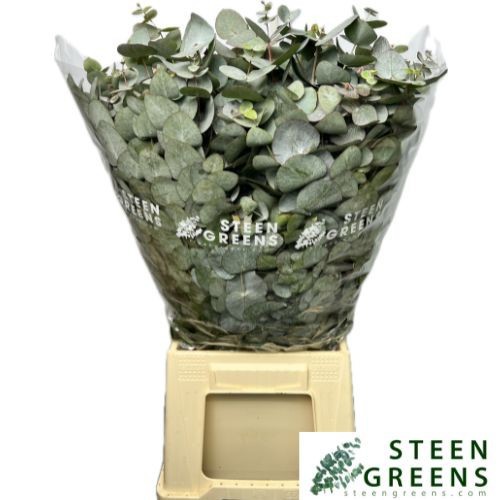 Эвкалипт Цинерея за пучок 70 (зел.), пуч.