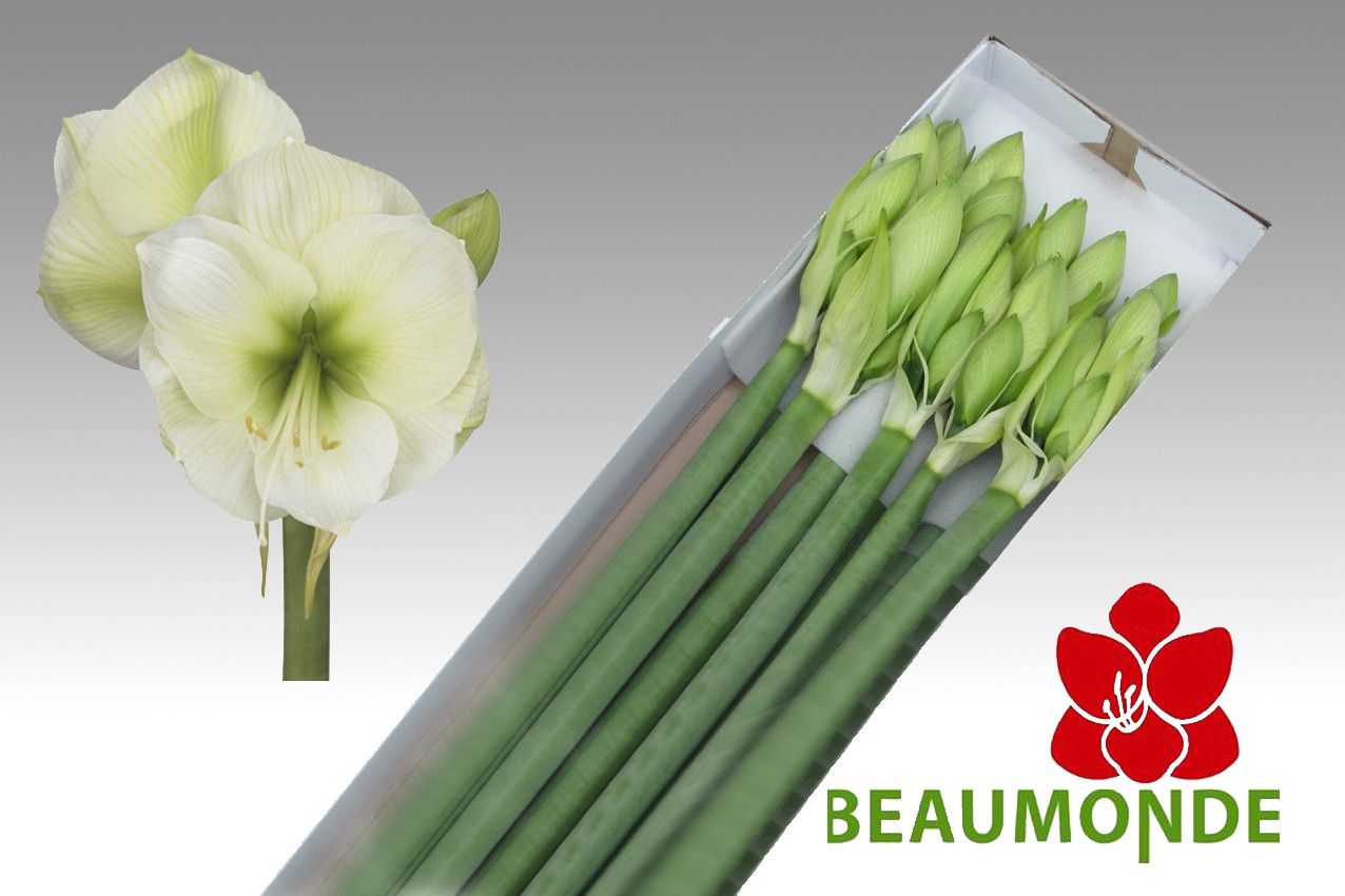 Амарилис Гималая (бел.) x10, шт.