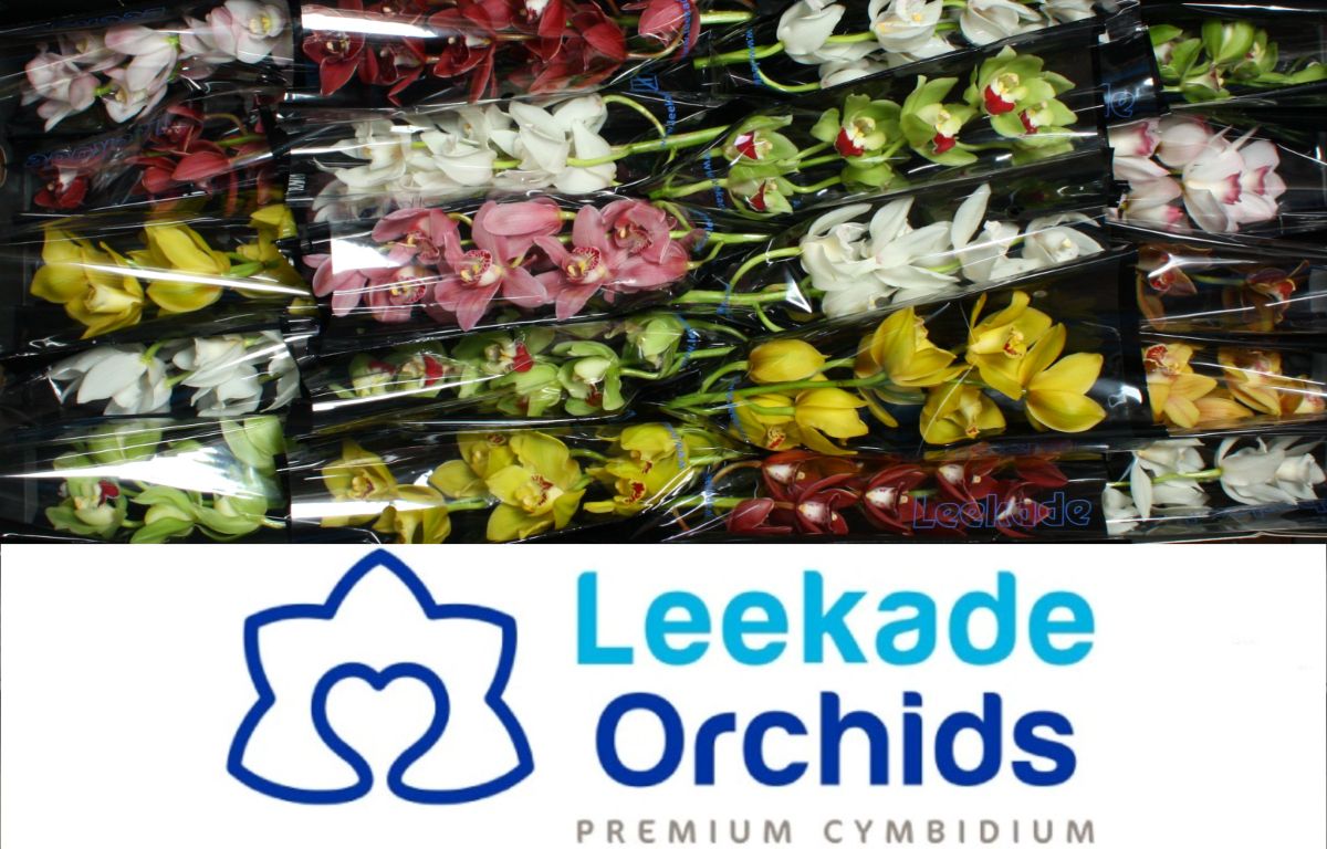 Цимбидиум мини Микс x20 40, шт.