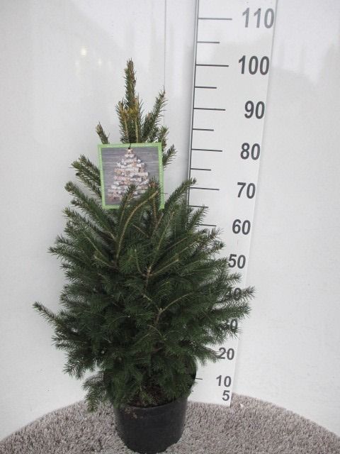 Picea glauca Super Green 80-90 cm P26, D 26 cm