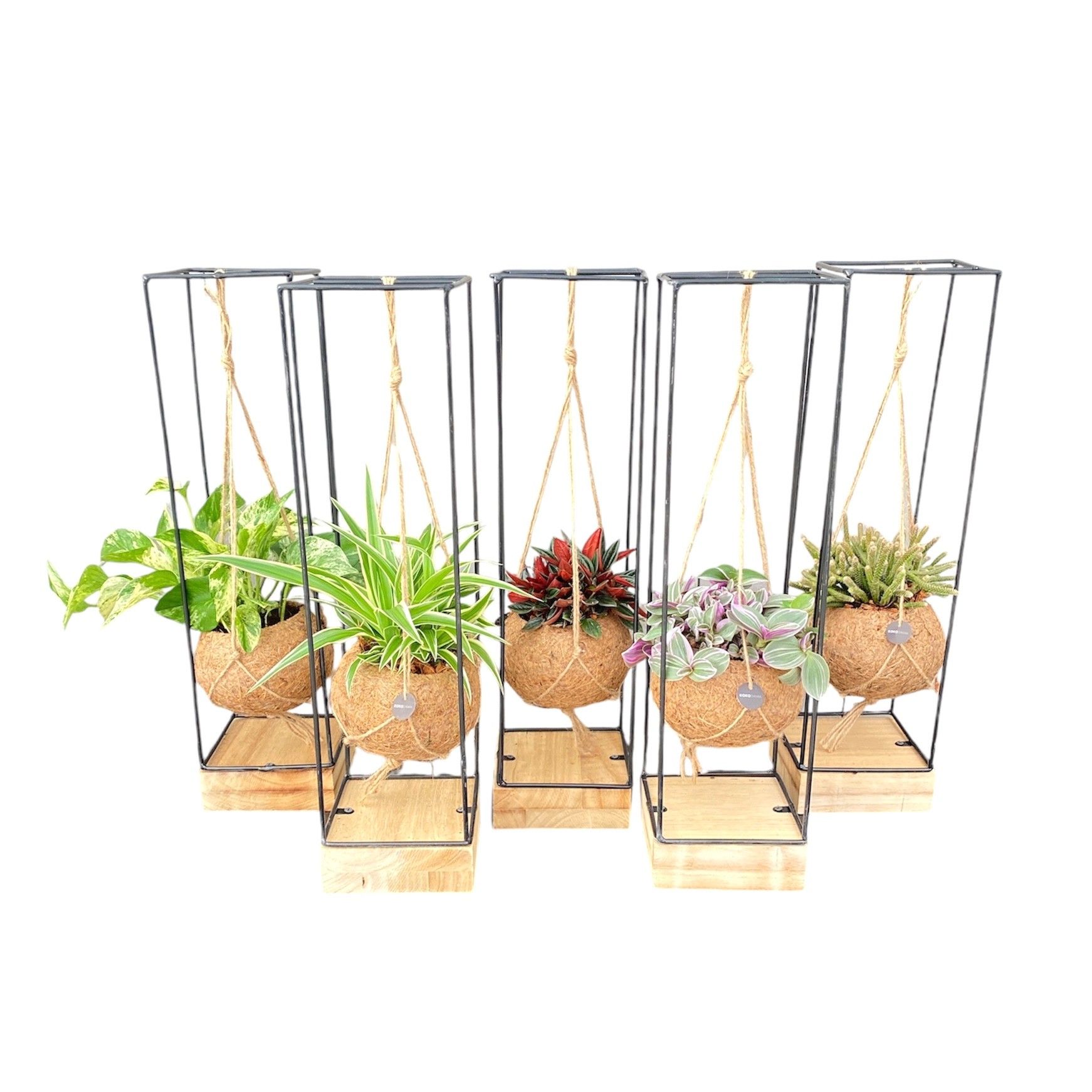 Kokodama 15 cm Industrial Eden collection Hanging concept, D 15