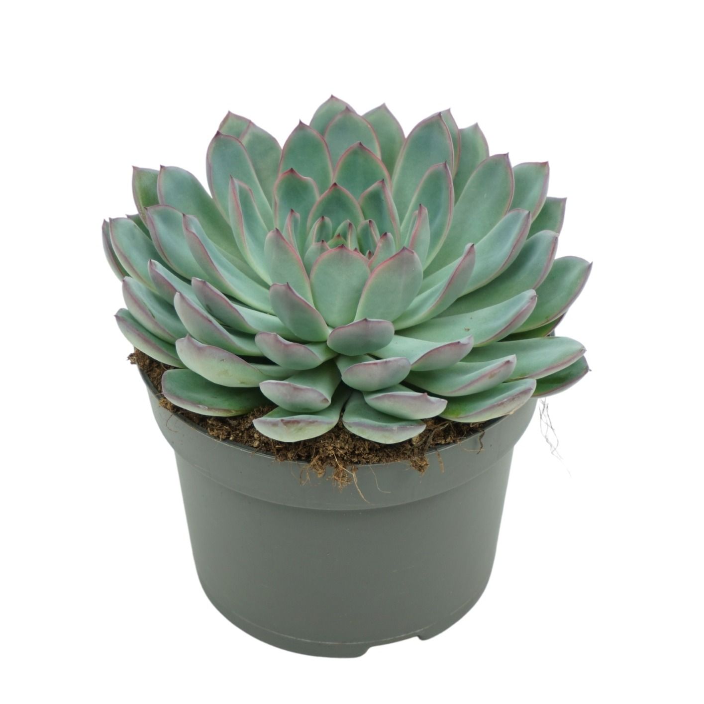 Echeveria apus 13 cm, D 13
