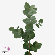 Эвкалипт Цинерея 70 (зел.) 1кг IT, пуч.