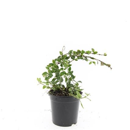 Vinca minor 'Ralph Shugert', D 14 cm