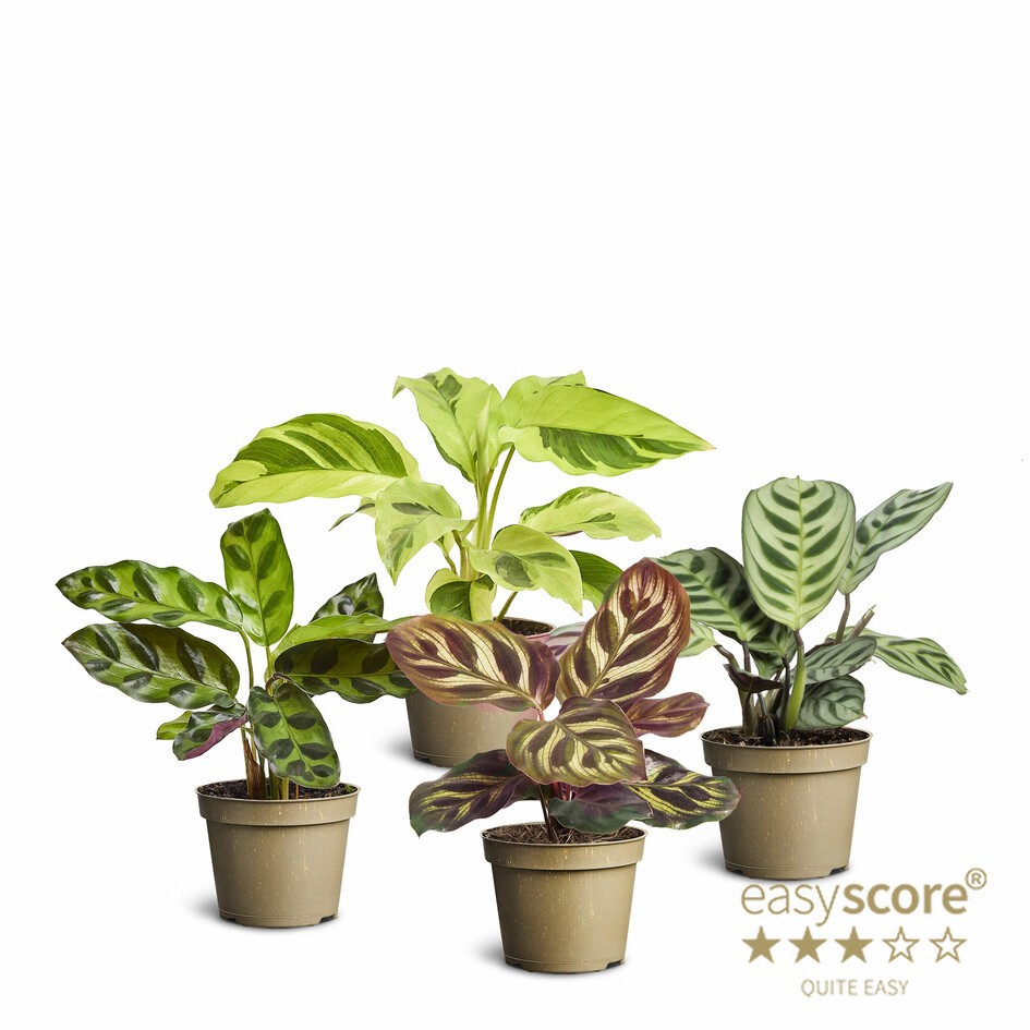 Calathea Mix, D 6 cm