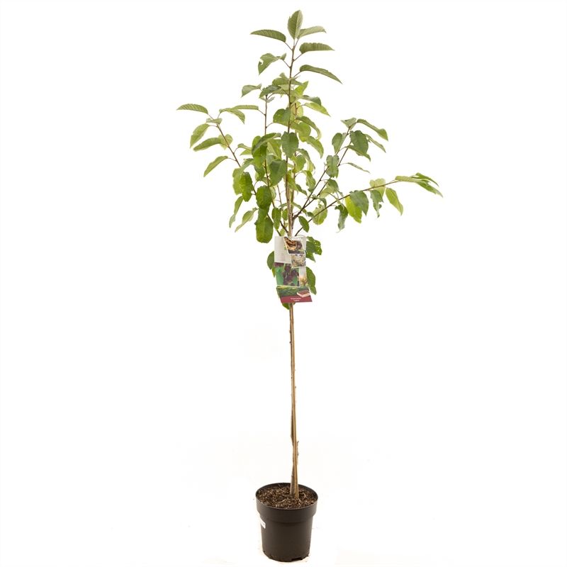 Prunus avium Lapins halfstam Zoete kers, D 27
