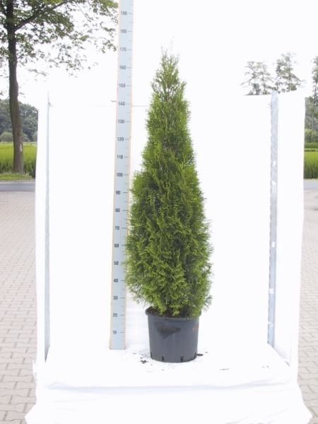 Thuja occidentalis 'Smaragd', D 29