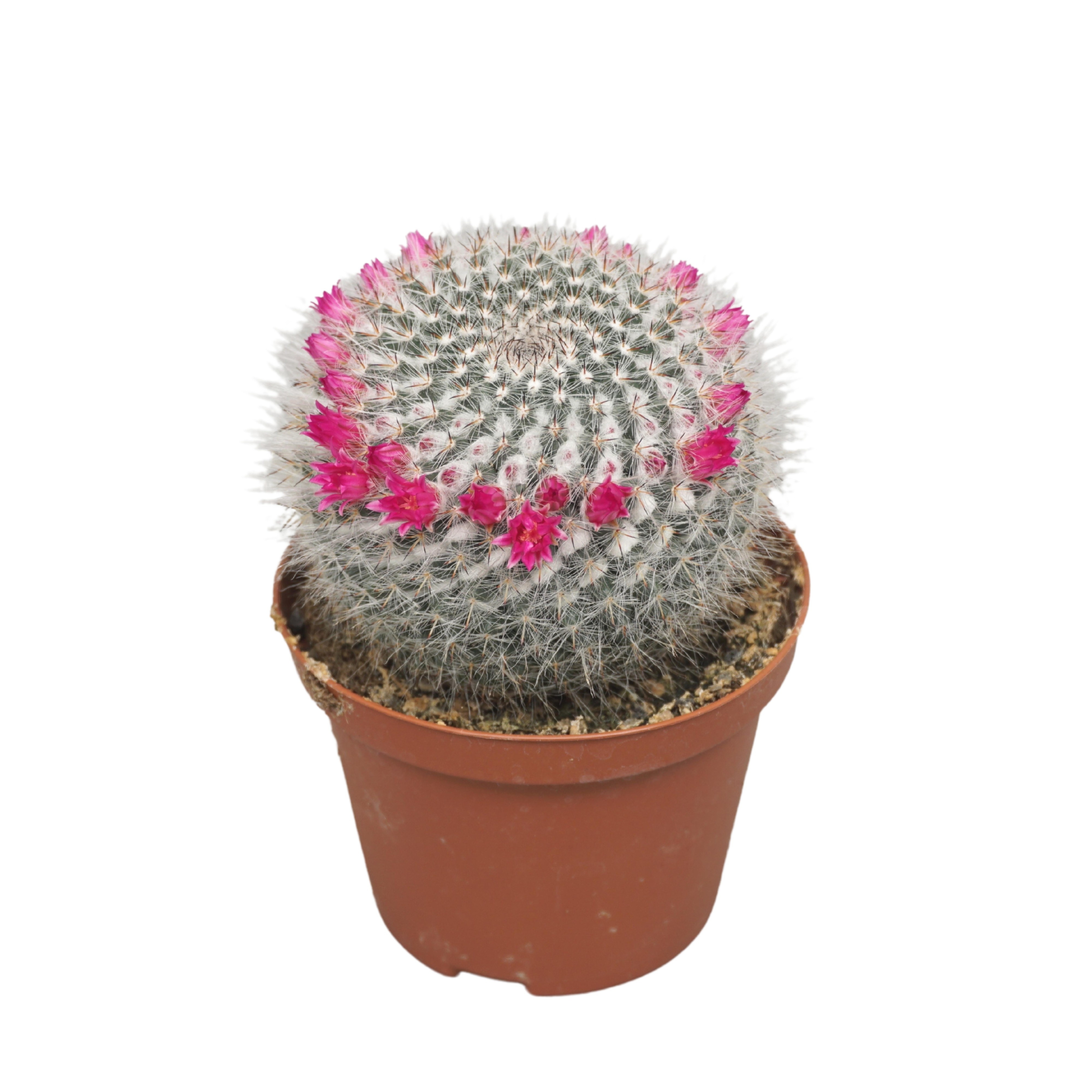 Mammillaria hahniana 10,5 cm bloeiend, D 10,5