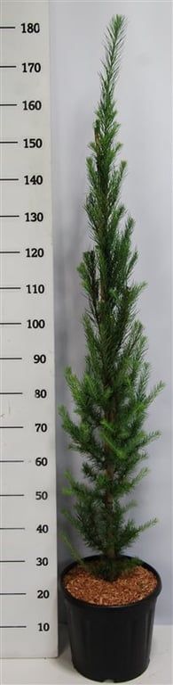 Larix kaempf. 'Jakobsen's Pyramid', D 32
