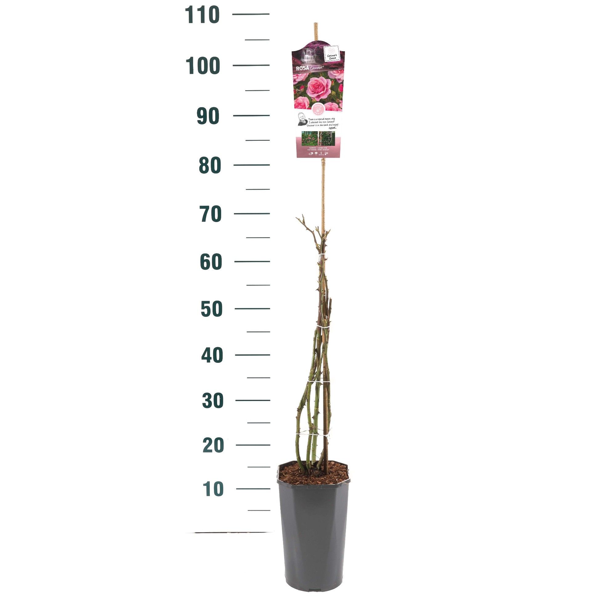 Rosa 'Camelot' - Klim - C3rp - Exclusive Collection, D 19
