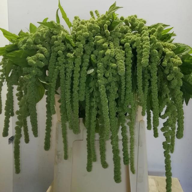 Амарантус Циклоп 80, шт.