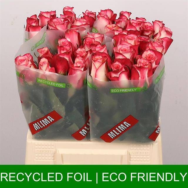 Роза од. Спарк Кондор 40, шт.