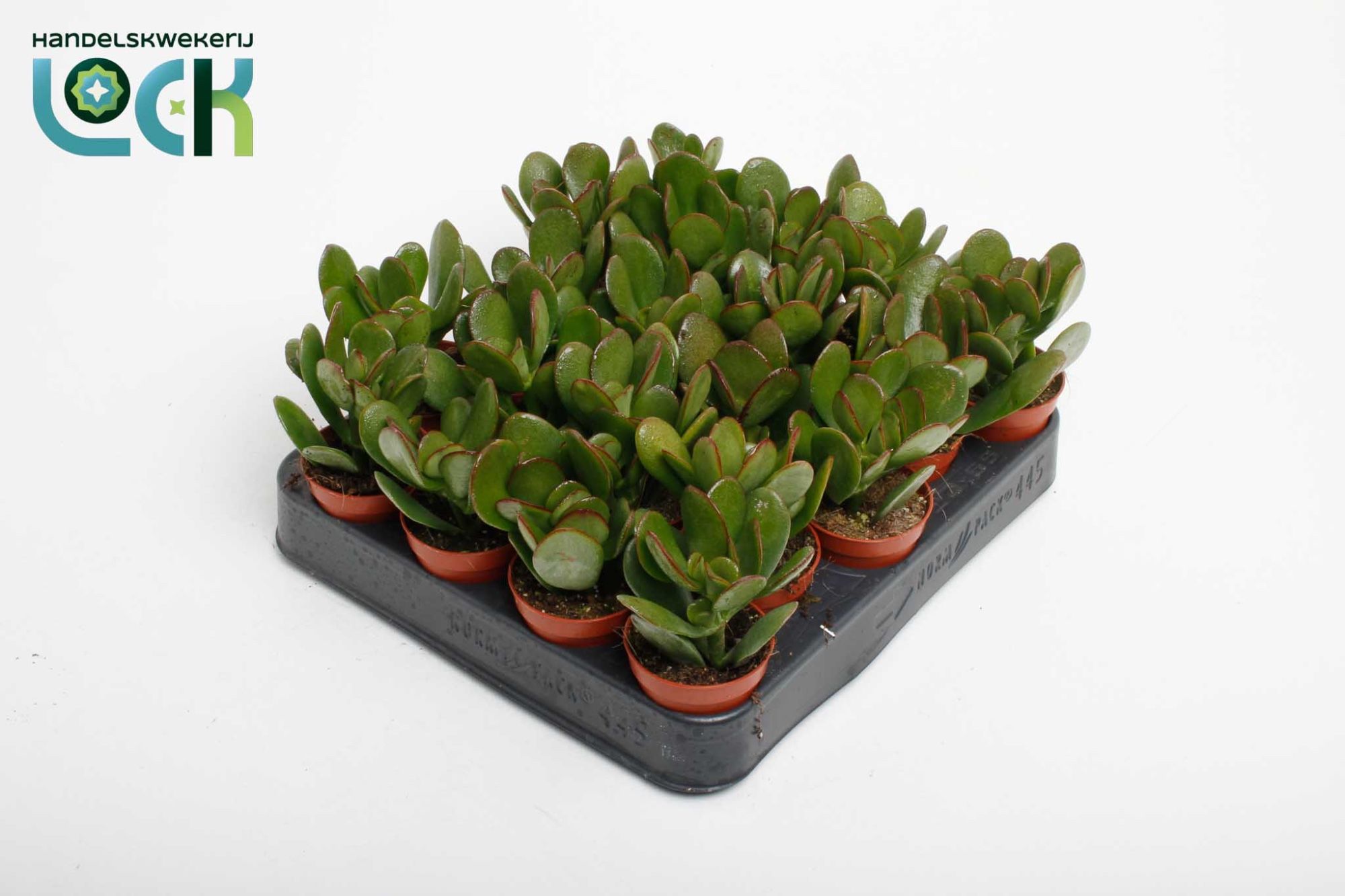 Crassula Argentea Ovata, D 5,5