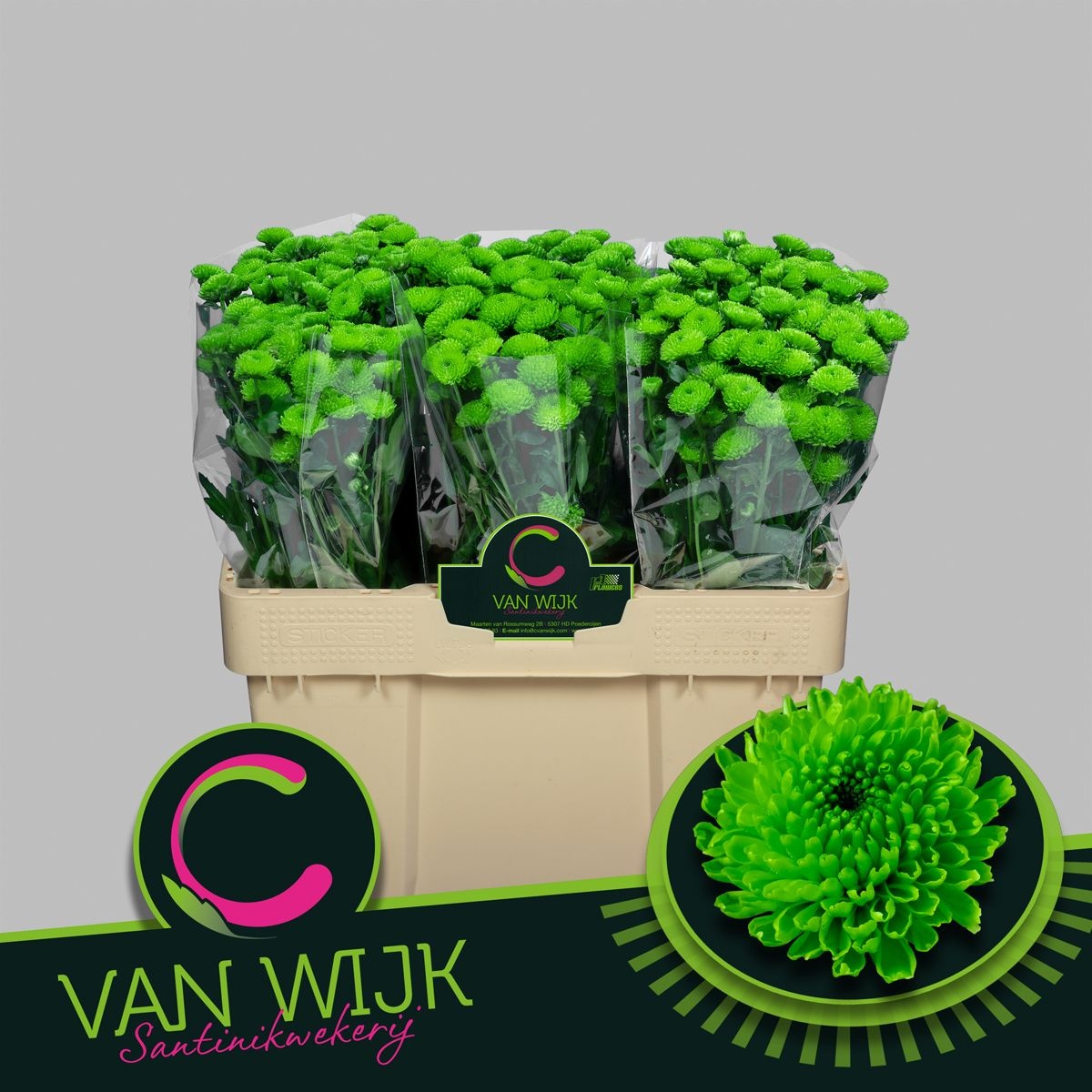 Сантини Кантри, шт.