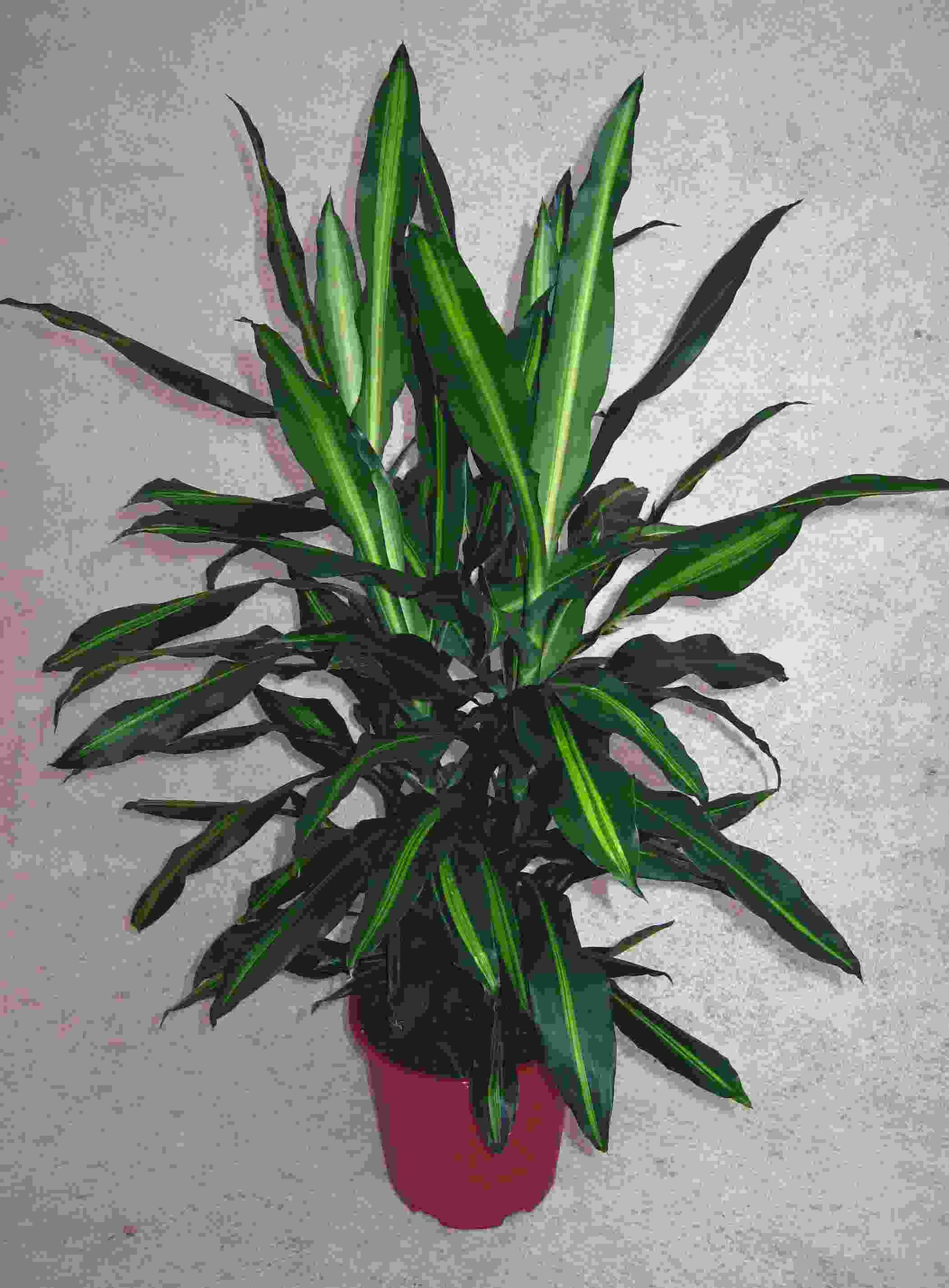 DRACAENA FRAGRANS 'CINTHO', D 24 cm DRACAENA FRAGRANS 'CINTHO', D 24 cm