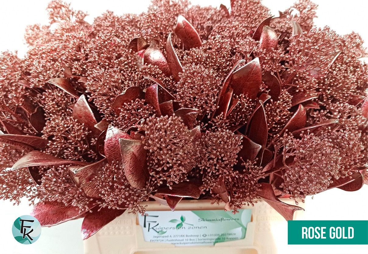 Скимия Овериг крашеный за пучок (краш. ) 45, пуч.