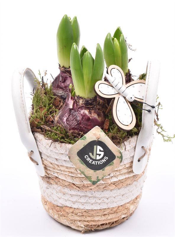 Maismand met oren Dia 13, D 12