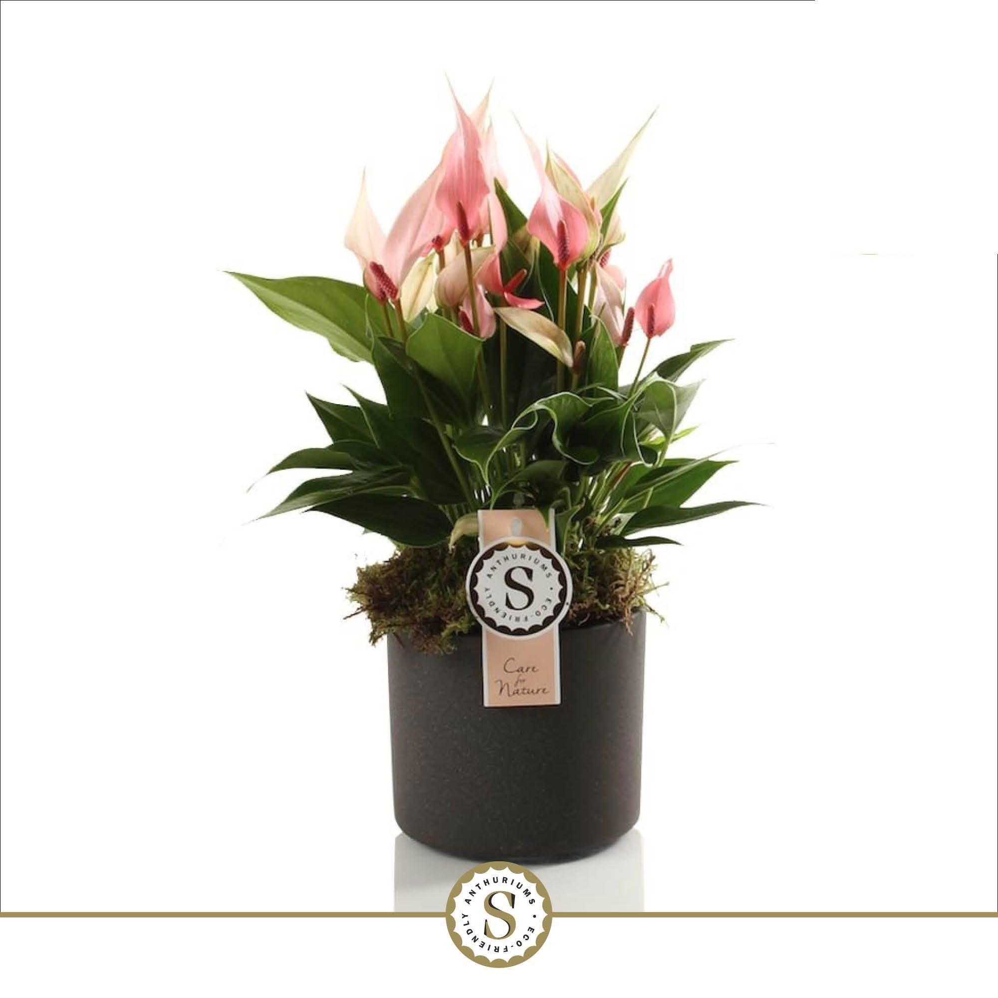 Bari Keramiek Grey - Lilli 12cm, D 12