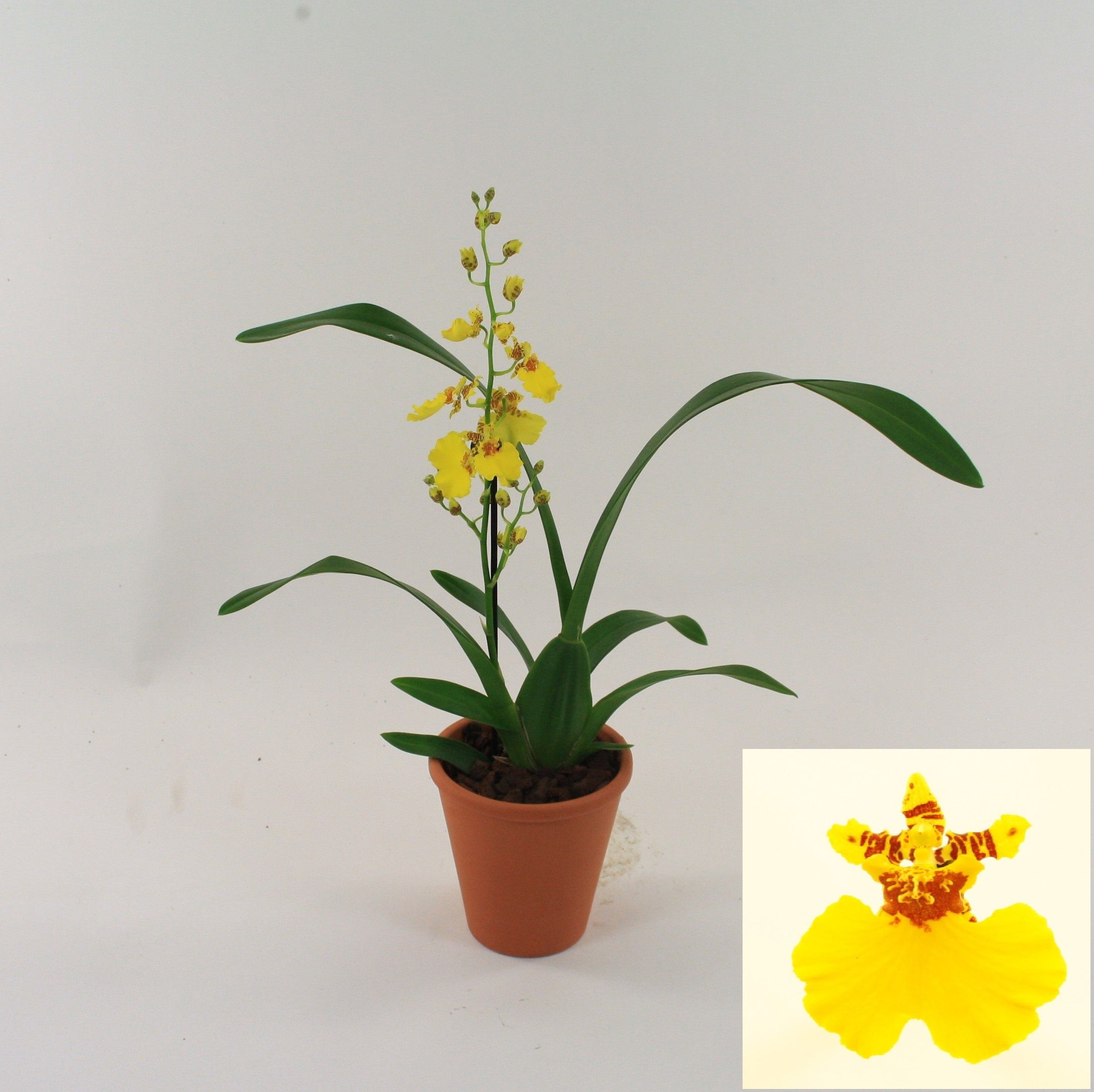 Oncidium Joost in terracotta, D 10 cm