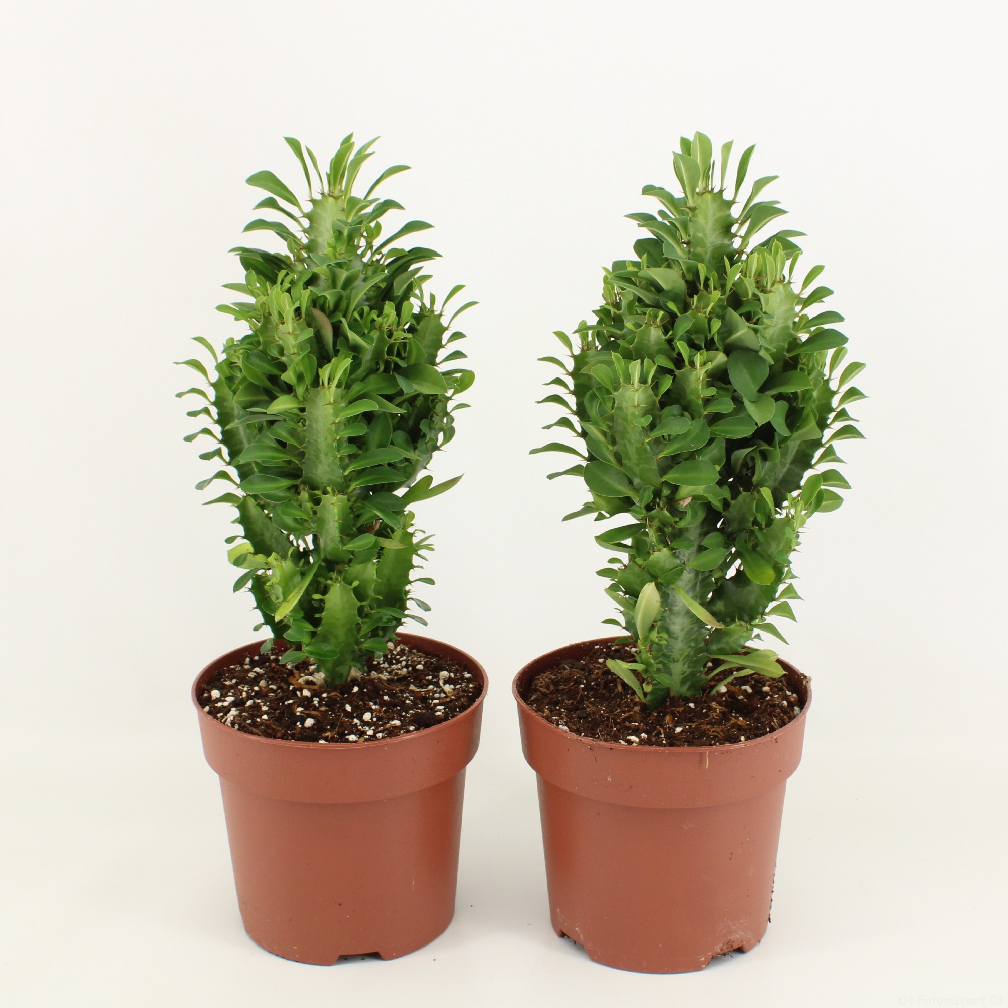 Euphorbia Trigona Groen in Blanco hoes P17, D 17