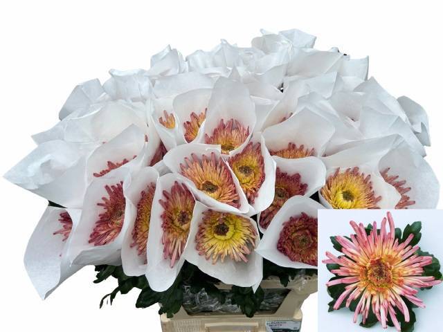 Хризантема од. Узури Распберри 80, шт.