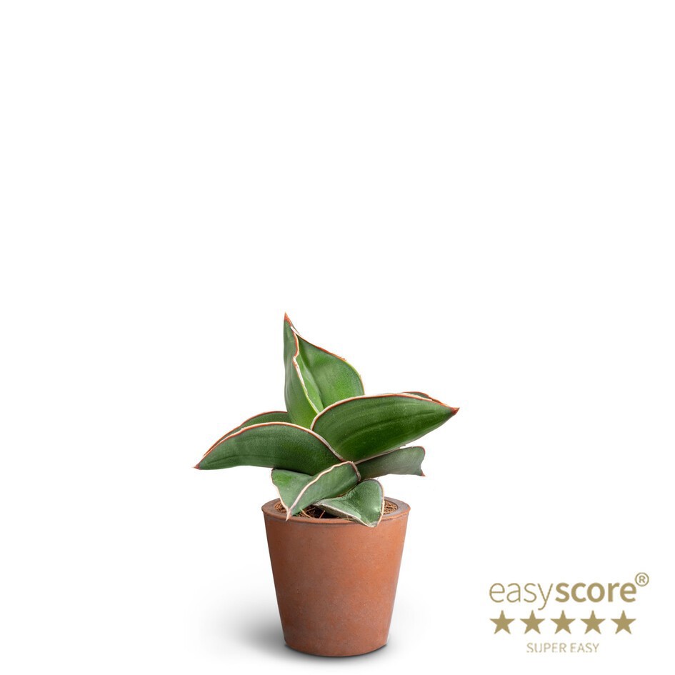 SANSEVIERIA EHRENBERGII 40635083 Terracota Samurai, D 7 cm SANSEVIERIA EHRENBERGII 40635083 Terracota Samurai, D 7 cm