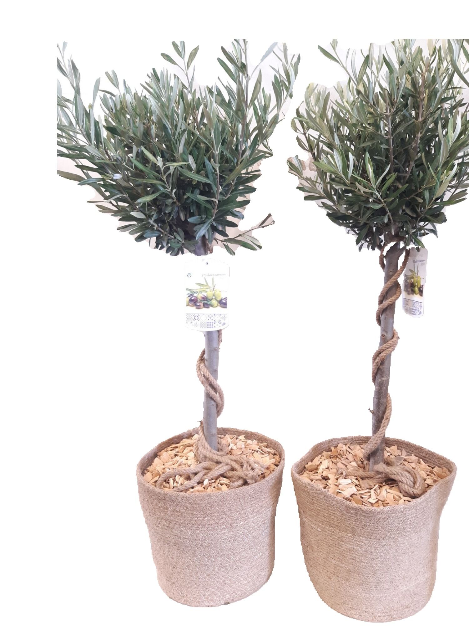 JM32OC25 Olea Europaea op stam in Mand, D 32 cm