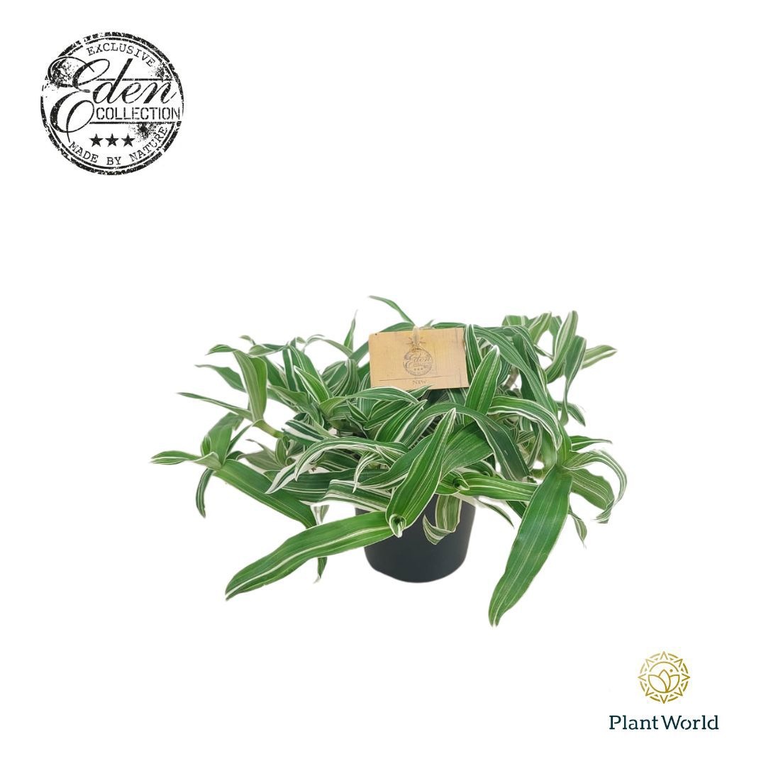 Murdannia Ioriformis Alba Aquilone 12cm, D 12 cm