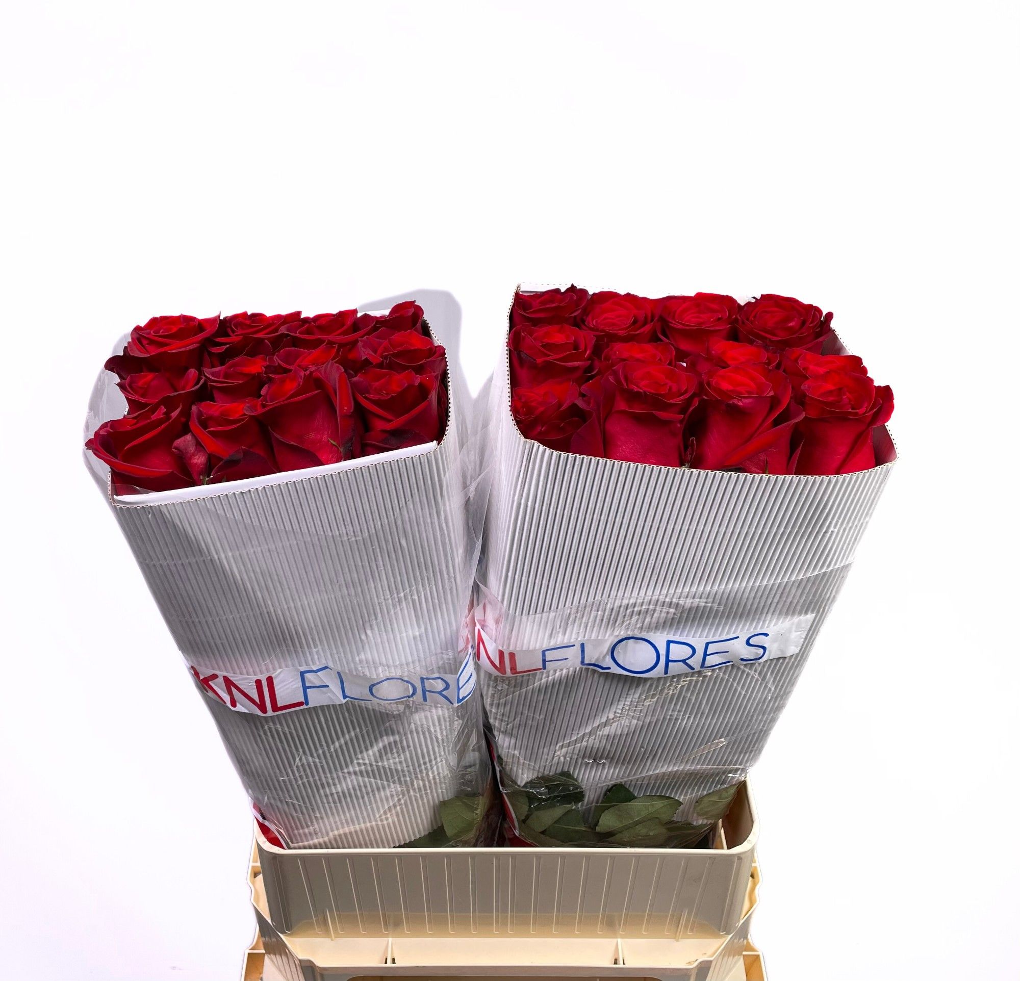 Роза од. Эксплорер 90, шт. Роза од. Эксплорер 90, шт.