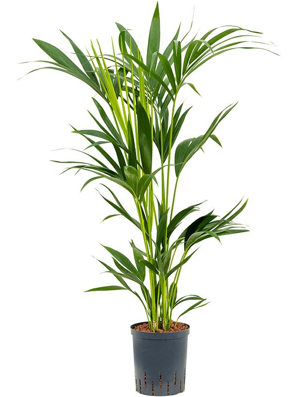 Kentia (Howea) forsteriana, D 18