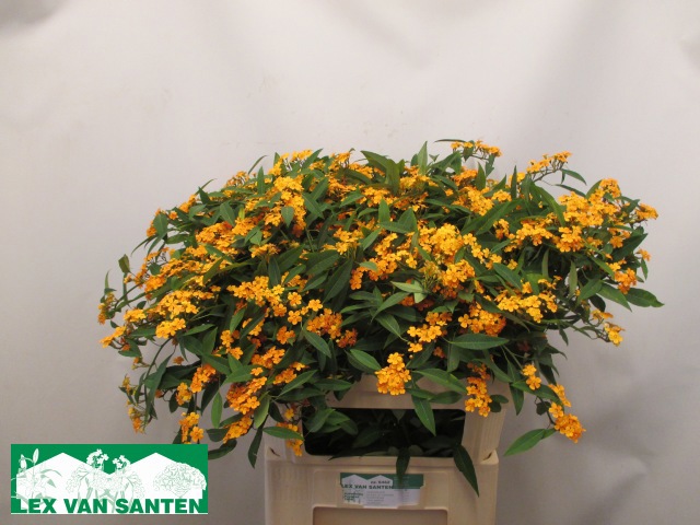 Эуфорбия куст. Санстрим 80, шт.