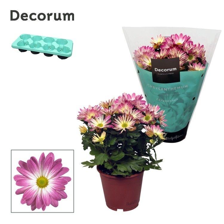 Chrysanne® Margarita Bicolor 'Ice cream', D 13 cm Chrysanne® Margarita Bicolor 'Ice cream', D 13 cm