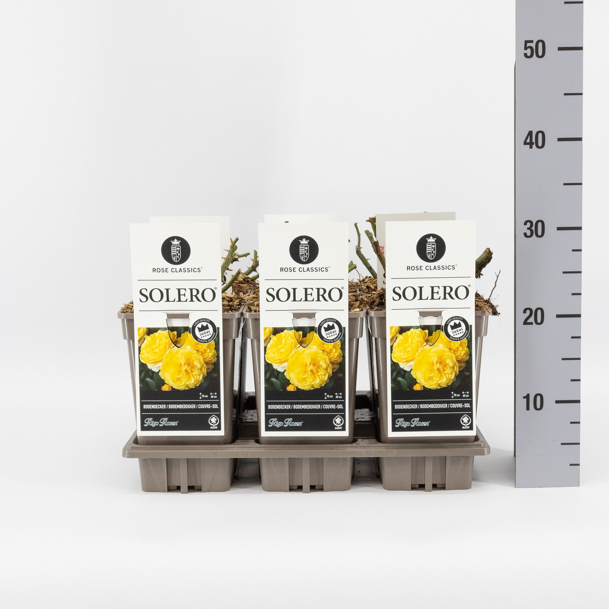 Rosa (P) Solero ®, C3, D 17 cm