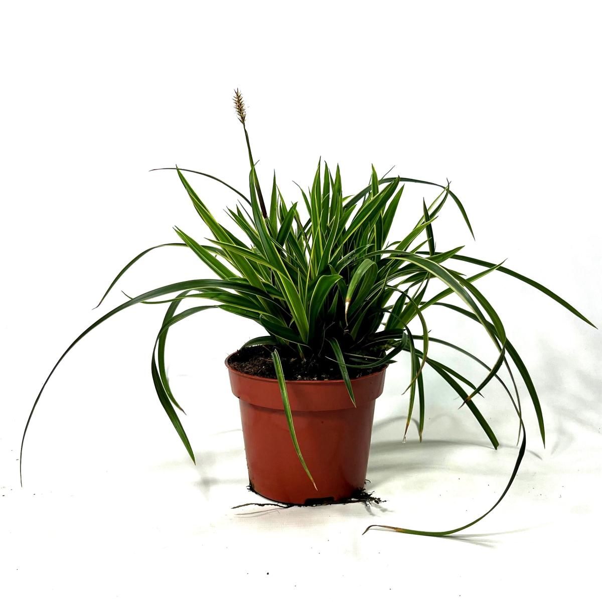 Carex morrowii 'Ice Dance', D 12