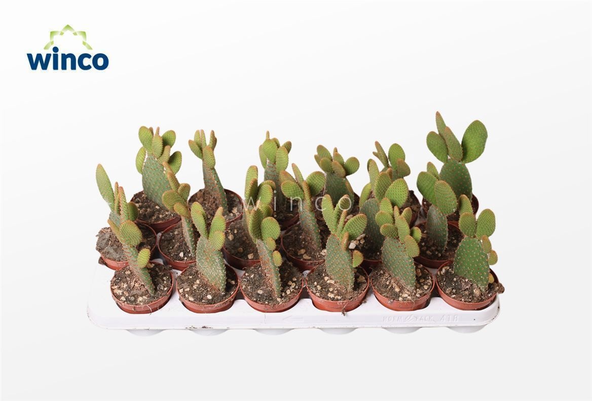 Opuntia Microdasis Rufida, D 8,5