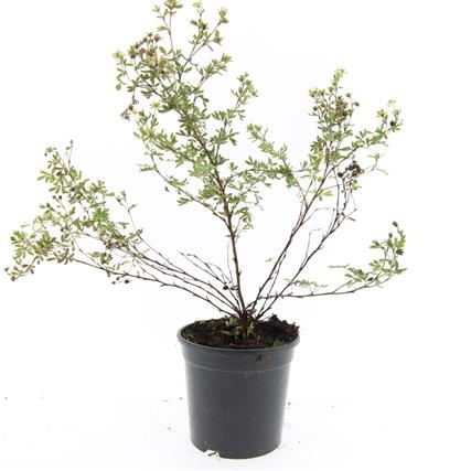 Potentilla f. 'Abbotswood', D 14 cm