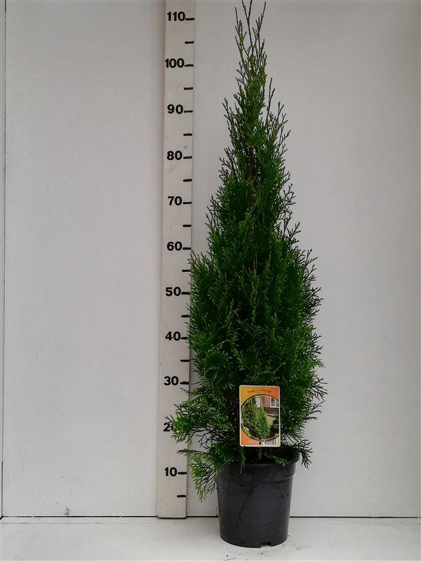 Thuja occ. 'Smaragd', D 19