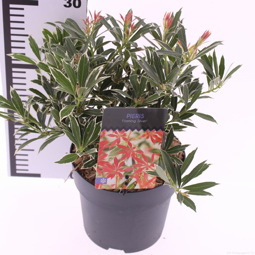Pieris 'Flaming Silver', D 17 cm