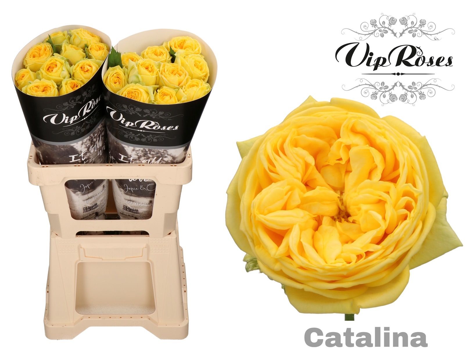 Роза од. Каталина 60, шт.